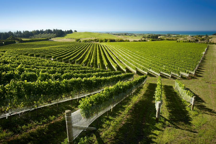 Hawke's Bay Wine Country